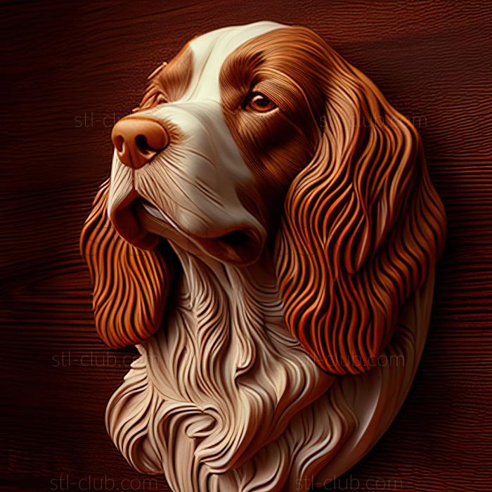 st Welsh Springer Spaniel dog